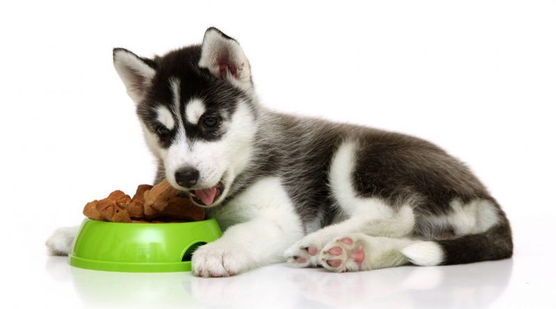 Какие доступны корма для собак и что учитывать при кормлении